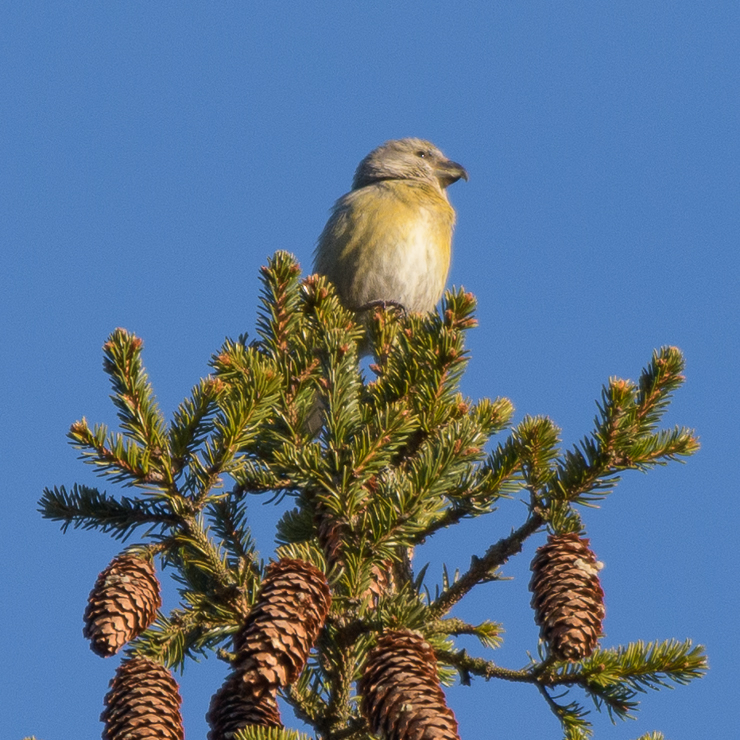 Parrot crossbill - female